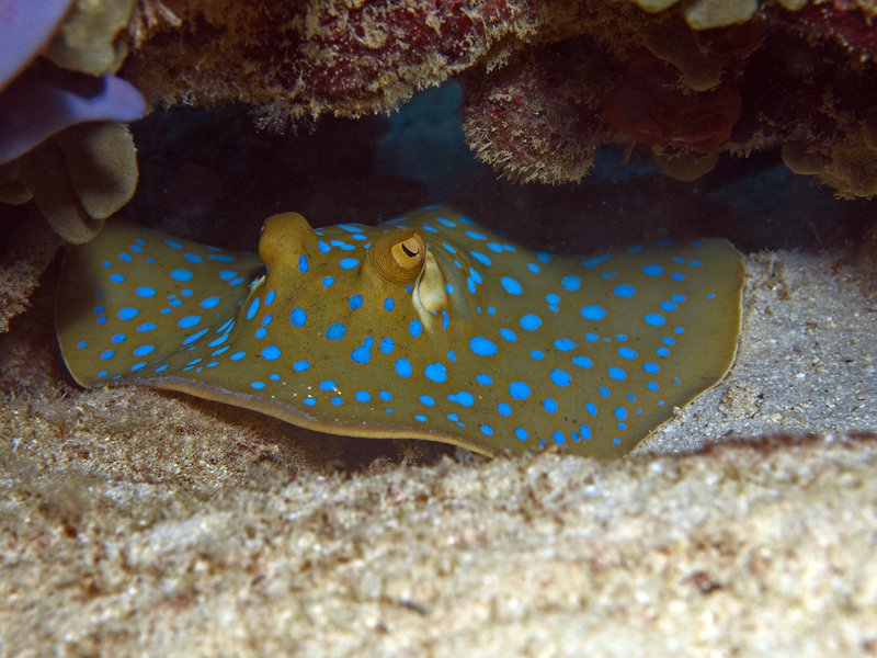 Blue spotted sting ray, House Reef